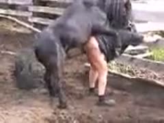 Bestiality sodomy mature farmer It has sex with horse in field